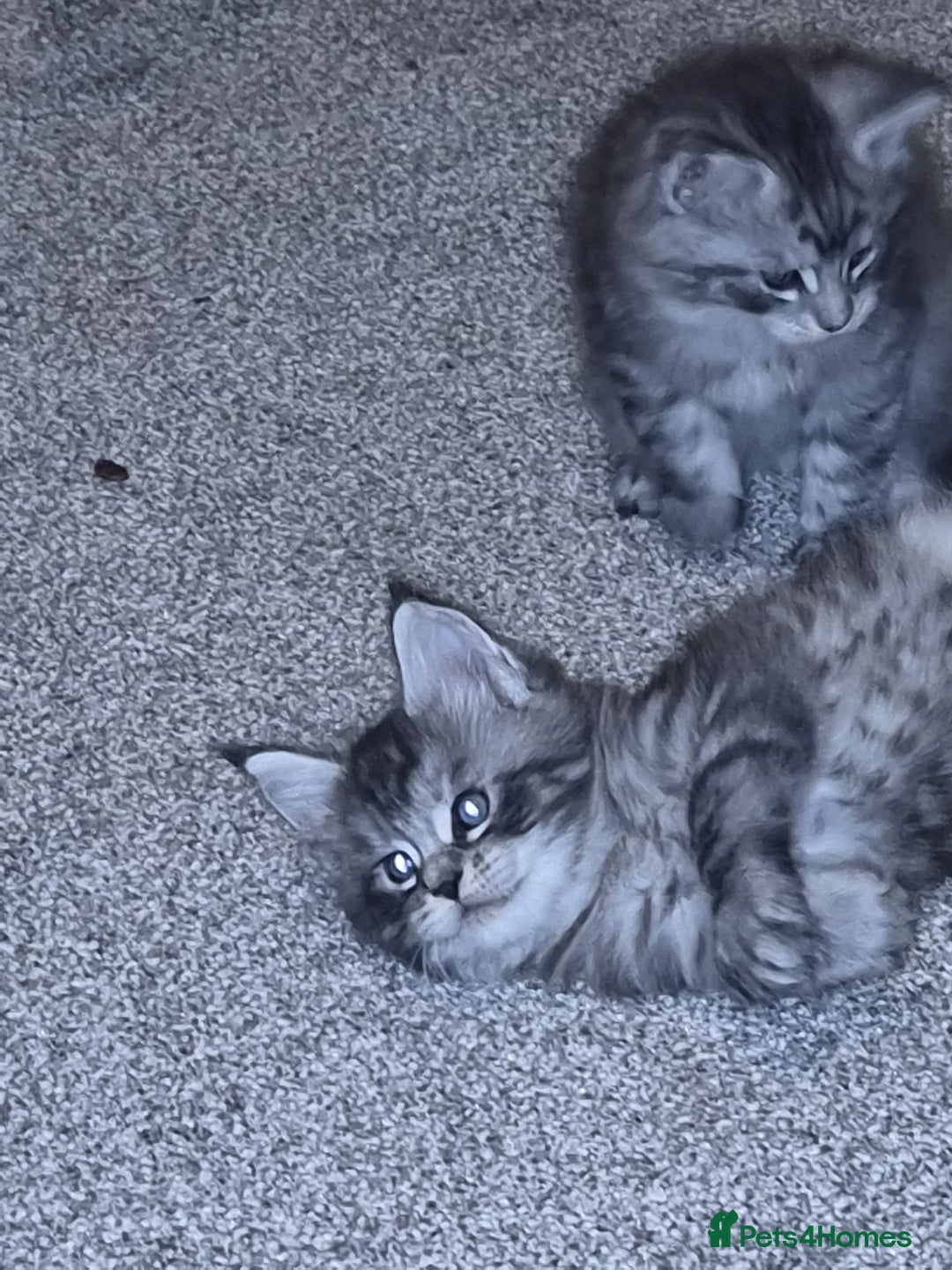 Maine Coon cats for sale: Beautiful Maine coon kittens 🤍🖤 - Advert 3