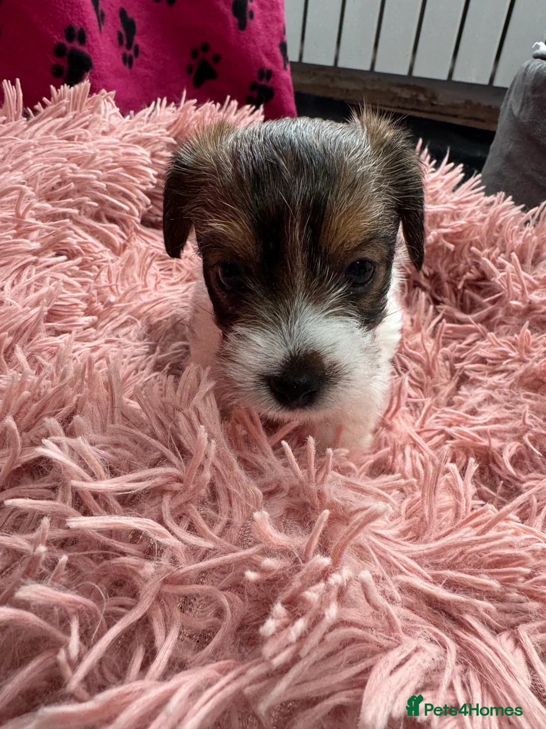 Mixed Breed dogs for sale: Parson Russell X mini Biewer rough coated pups  - Advert 7