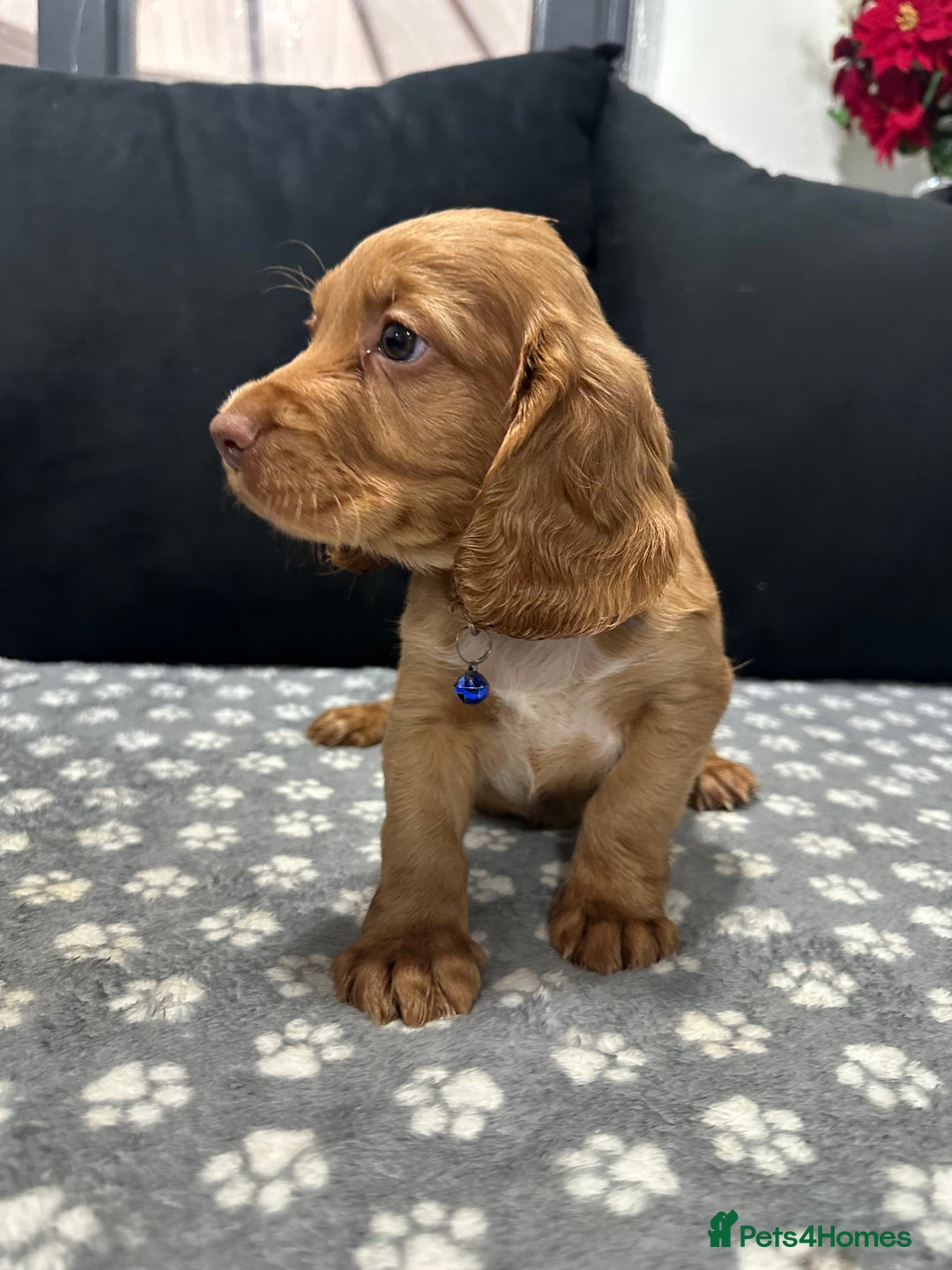 Cocker Spaniel dogs for sale: 3 beautiful cocker spaniel puppies left  - Advert 14
