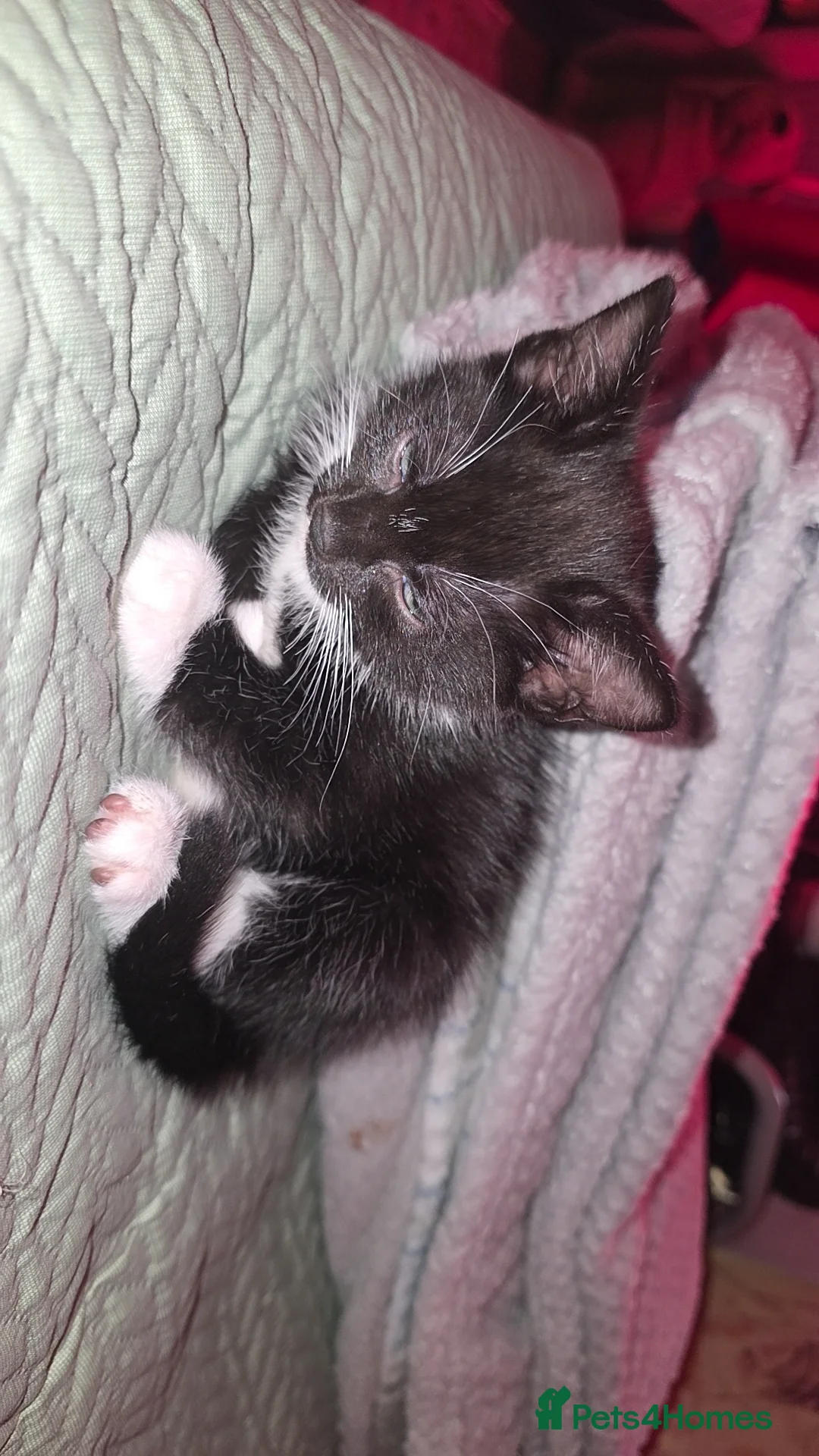 Mixed Breed cats for sale:  Kittens 2 males  - Advert 2