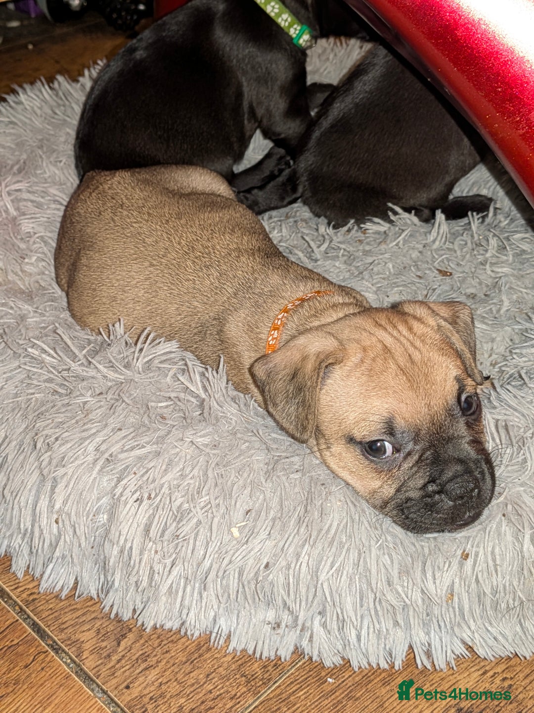 Mixed Breed dogs for sale: Puppy Northern Ireland  - Advert 8