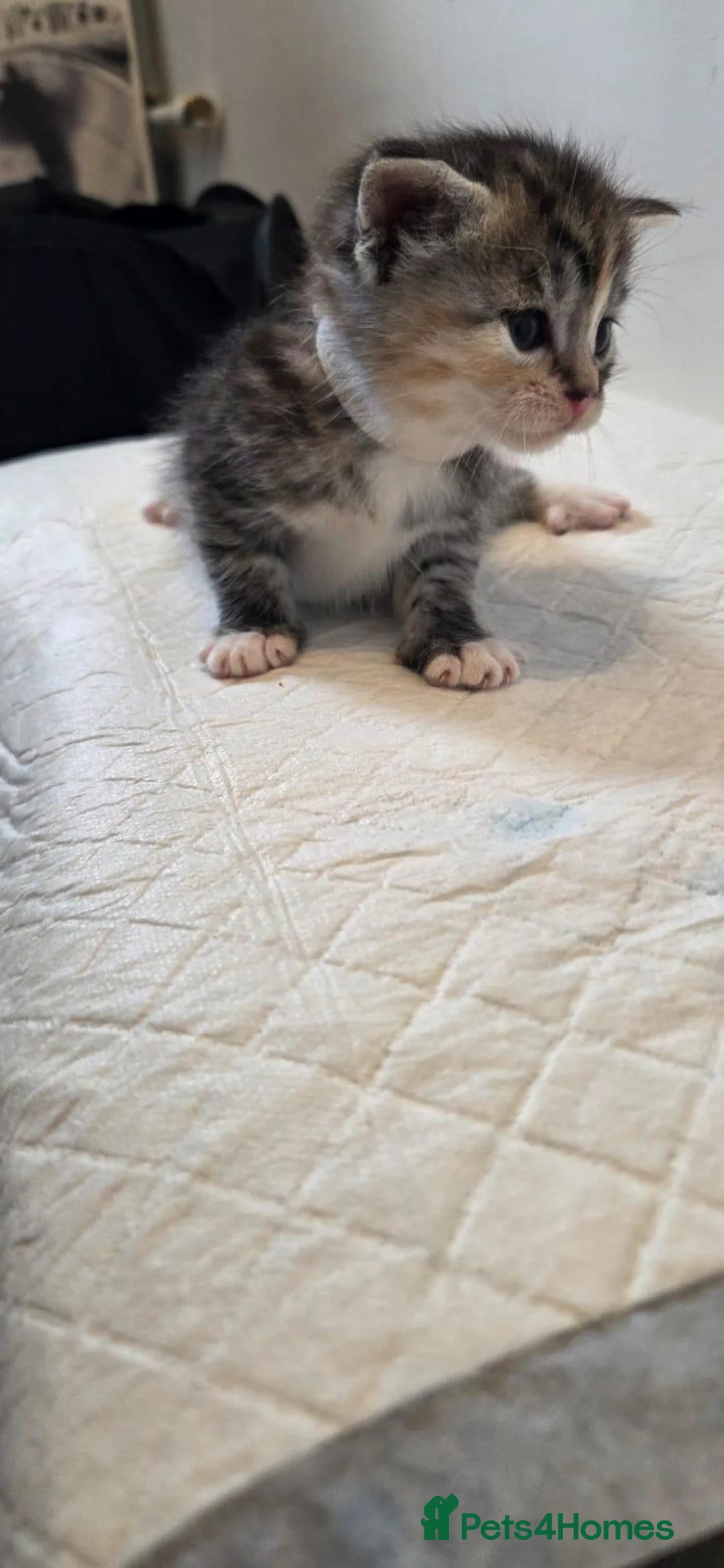 Bengal cats for sale: Bengal kittens - Advert 2