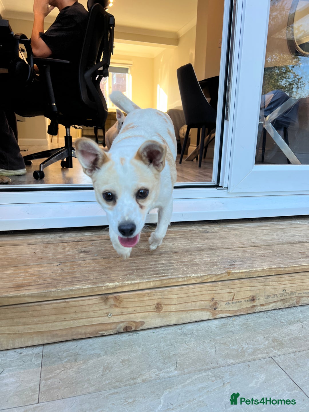 Mixed Breed dogs for adoption: Lovely Lola is Ready for Her Forever Home! 💖 - Image 7