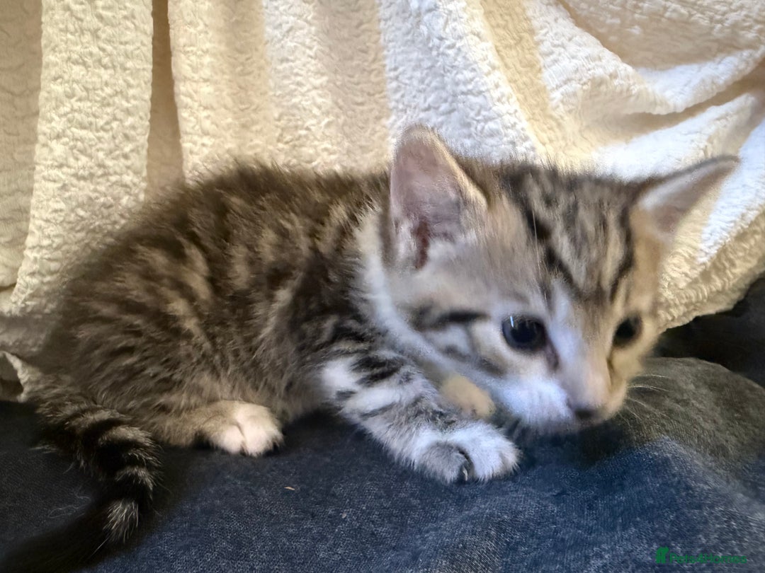 Domestic Shorthair cats for sale: 5 gorgeous kittens for sale - Image 12