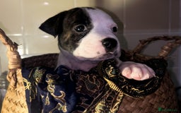 Mixed Breed dogs for sale: Absolutely beautiful litter of 11 pups  - Image 2