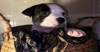Mixed Breed dogs - Advert 15