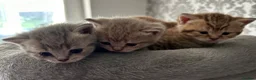 British Shorthair cats for sale: Gorgeous British shorthair kittens  - Advert 8