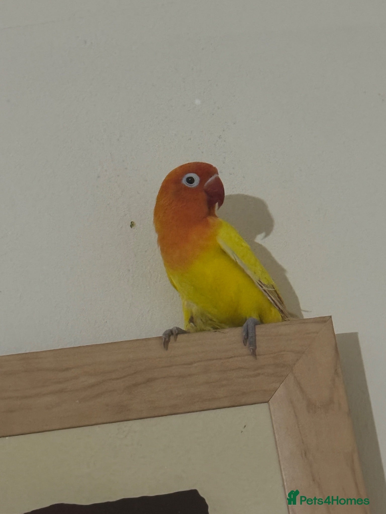 Lovebirds birds Mango male love bird  - Advert 1