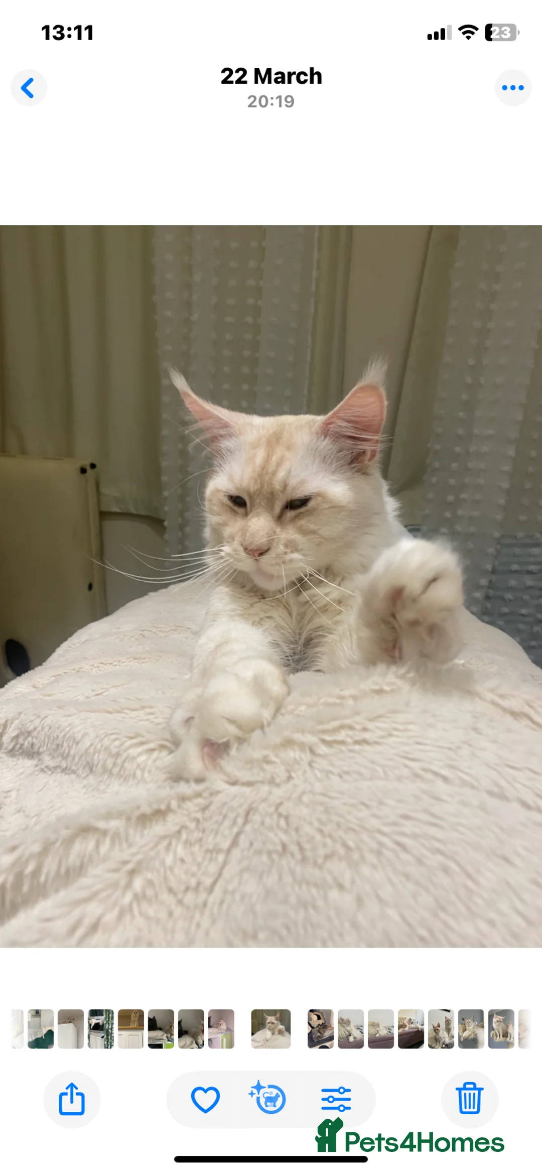 Maine Coon cats for stud: Pedigree Maine Coon Stud Available - Advert 1