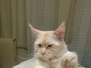 Maine Coon cats for stud: Pedigree Maine Coon Stud Available - Advert 1