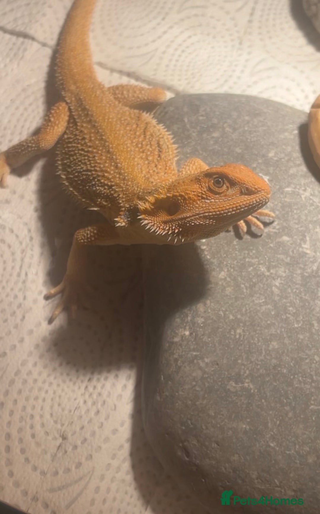 Bearded Dragon reptiles for sale: Boy Bearded Dragon  - Advert 6