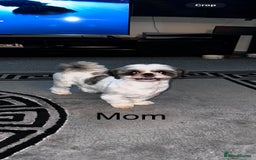 Shih Tzu dogs for sale: Lovely Shih Tzu looking for a new home - Image 6