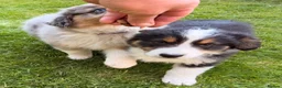 Australian Shepherd dogs for sale: The last beautiful female Australian Shepherd in Poole - Advert 20