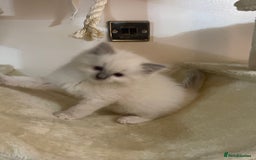 Ragdoll cats for sale: 2 rag doll boys - Image 5
