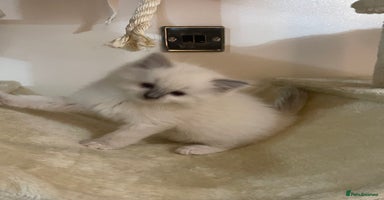 Ragdoll cats - Advert 1