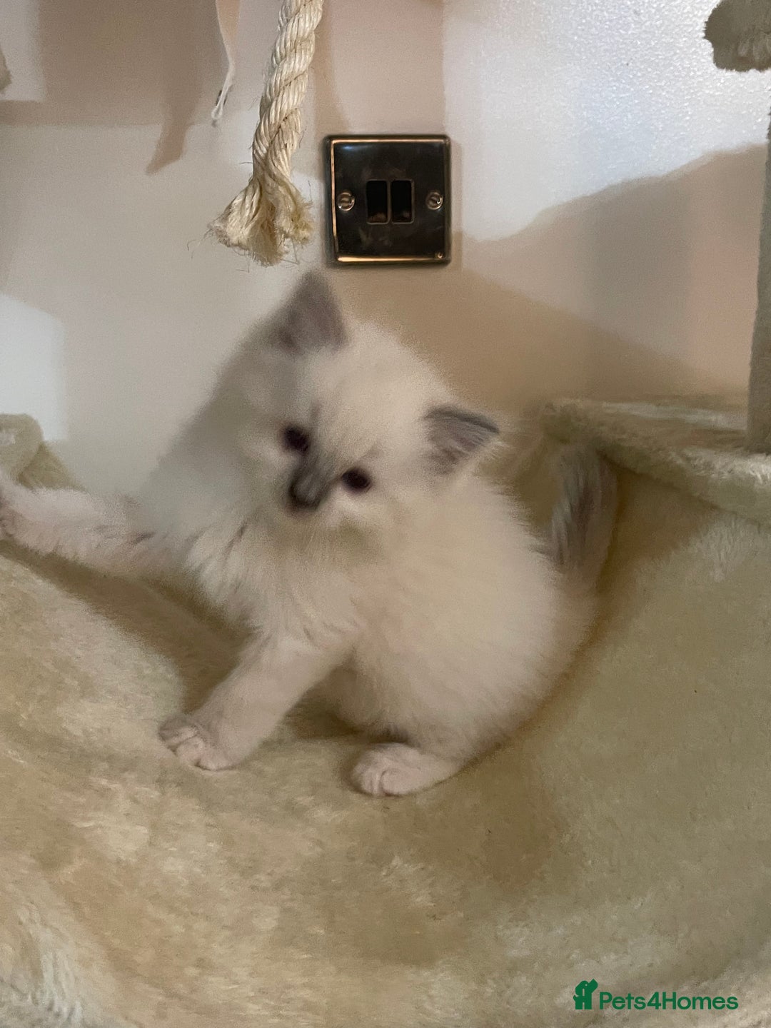 Ragdoll cats for sale: 2 rag doll boys - Image 5