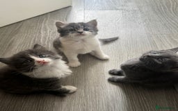 Mixed Breed cats for sale: Mixed breed Tabbies  - Image 18