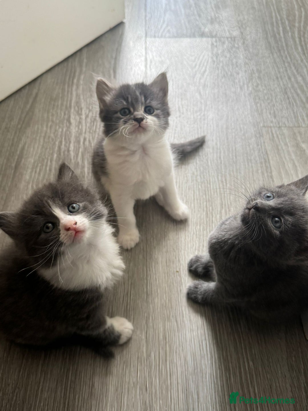 Mixed Breed cats for sale: Mixed breed Tabbies  - Image 18