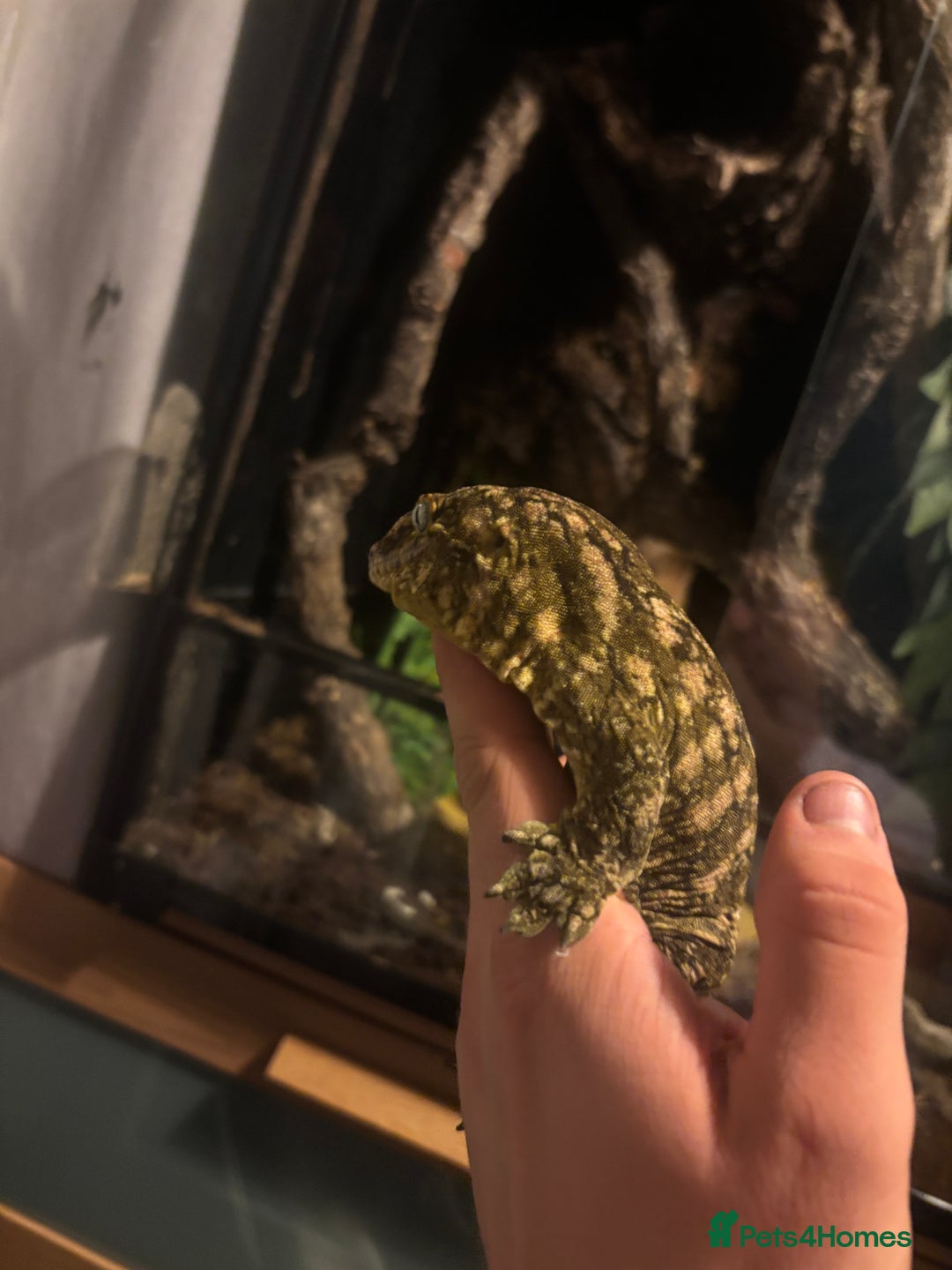Gecko reptiles for sale: MALE leachianus gecko  - Image 4