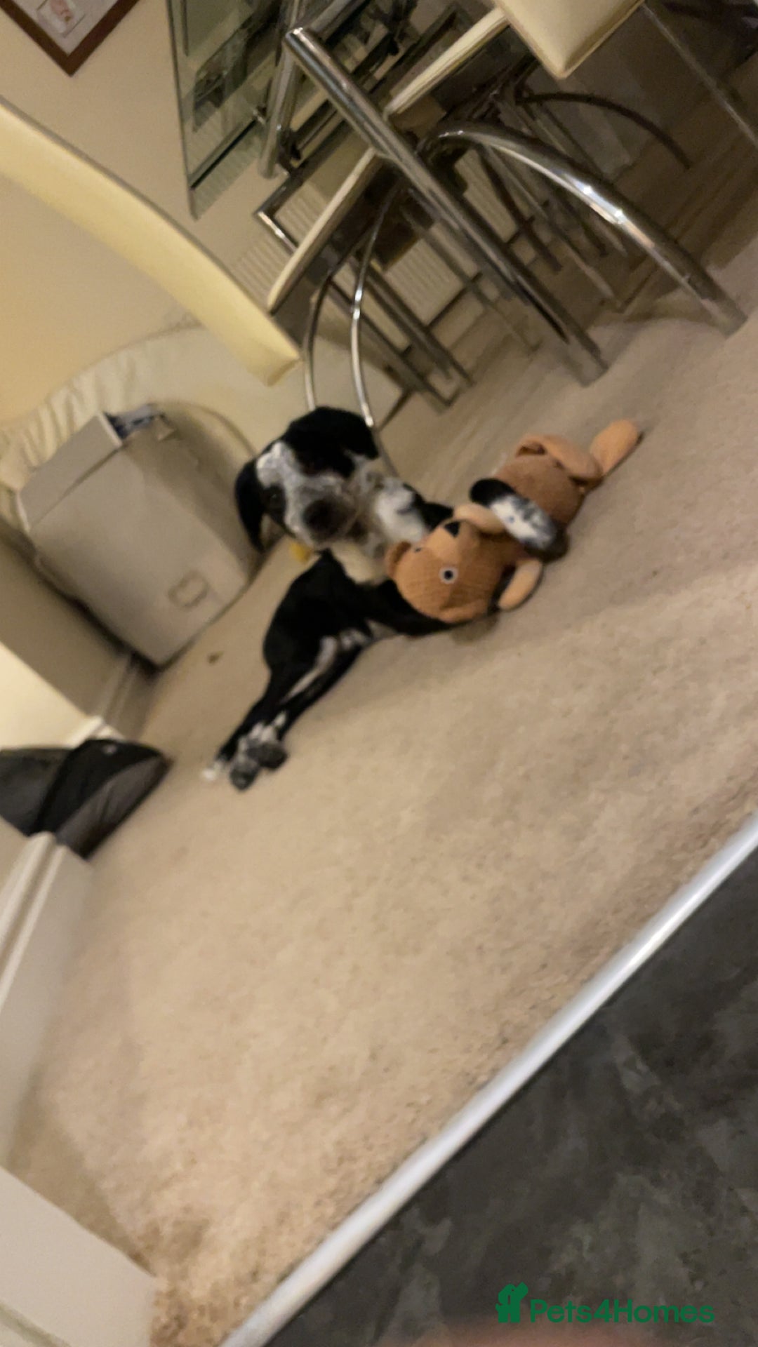 Mixed Breed dogs for sale: Gorgeous 6 month old sprollie puppy.  - Advert 6