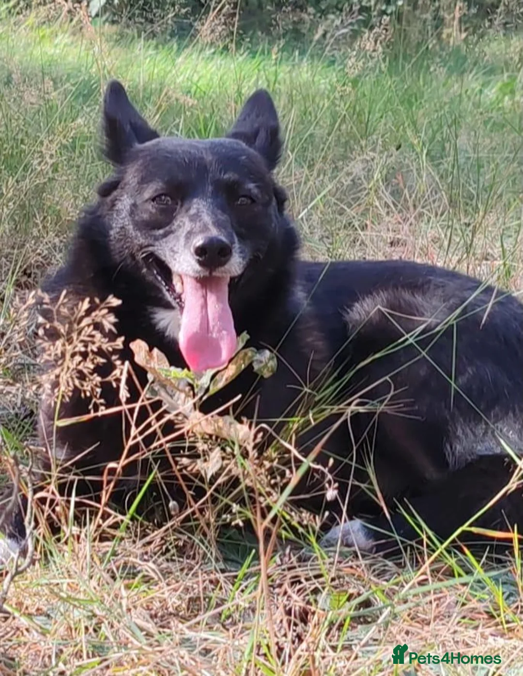 German Shepherd dogs for adoption: WENDY – German Shepherd–Type (Female) - Advert 2