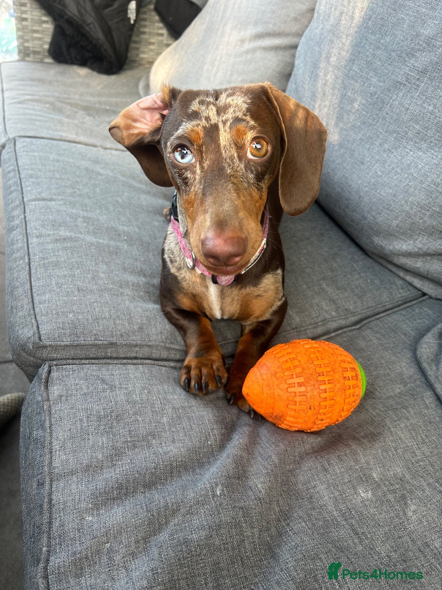 Miniature Dachshund dogs Miniature dachshund puppies - Advert 1