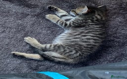 Mixed Breed cats for sale: Siberian x British Shorthair Kittens 💞 - Image 14