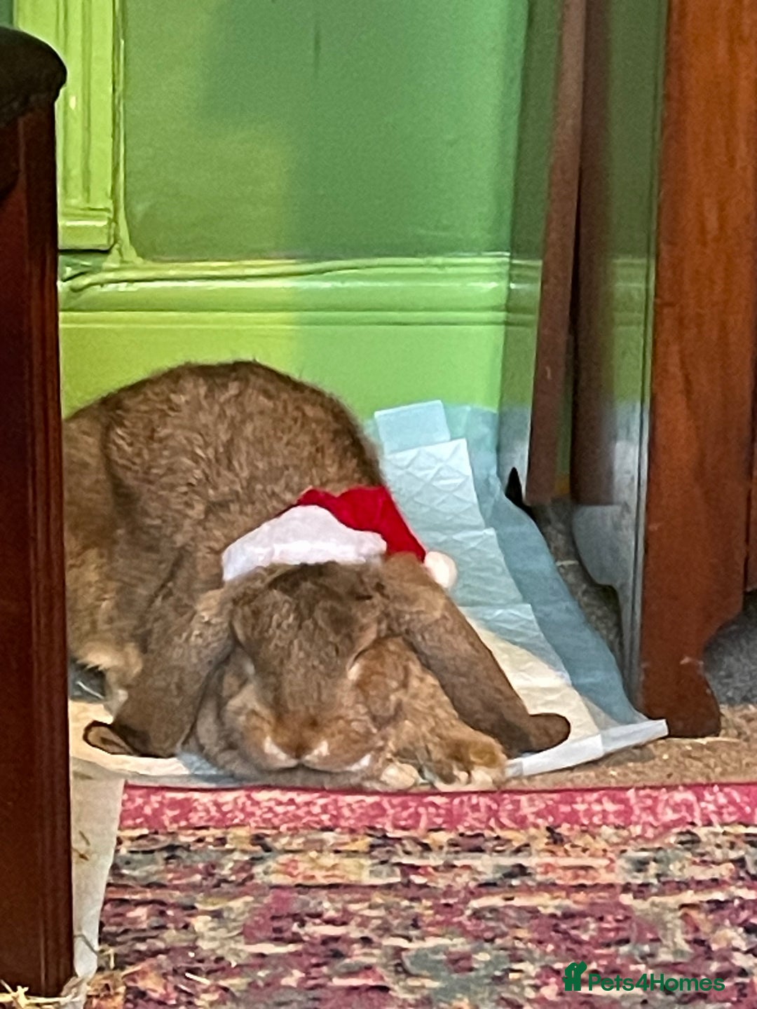 French Lop rabbits for sale: French Lop female 5 months old  - Advert 2