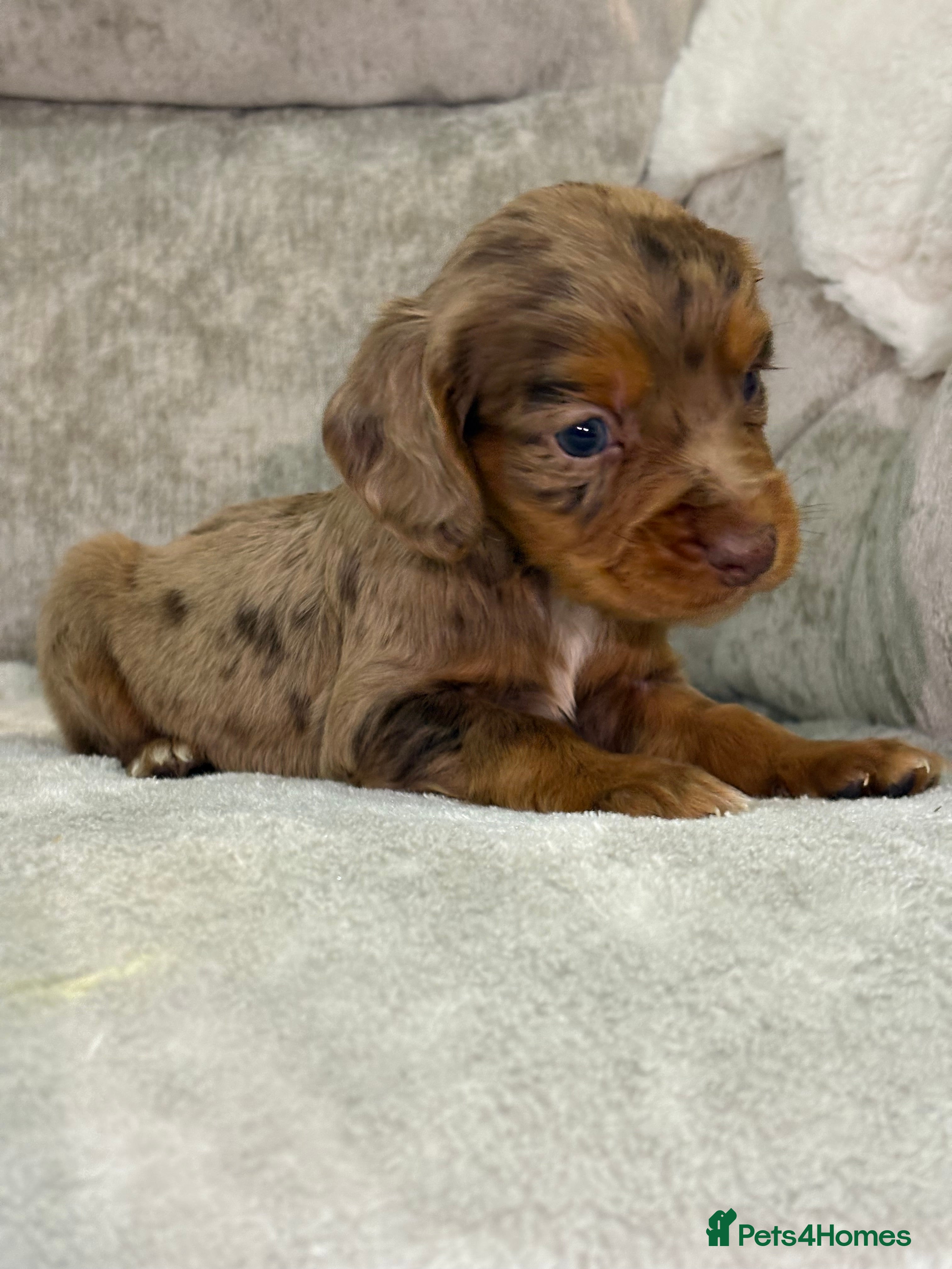 Cocker Spaniel dogs Stunning cocker spaniel puppies - Advert 5