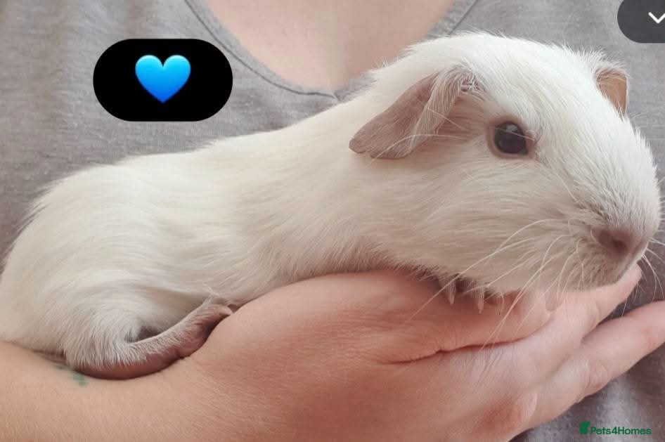 Guinea Pig rodents Beautiful guinea pigs - Advert 2