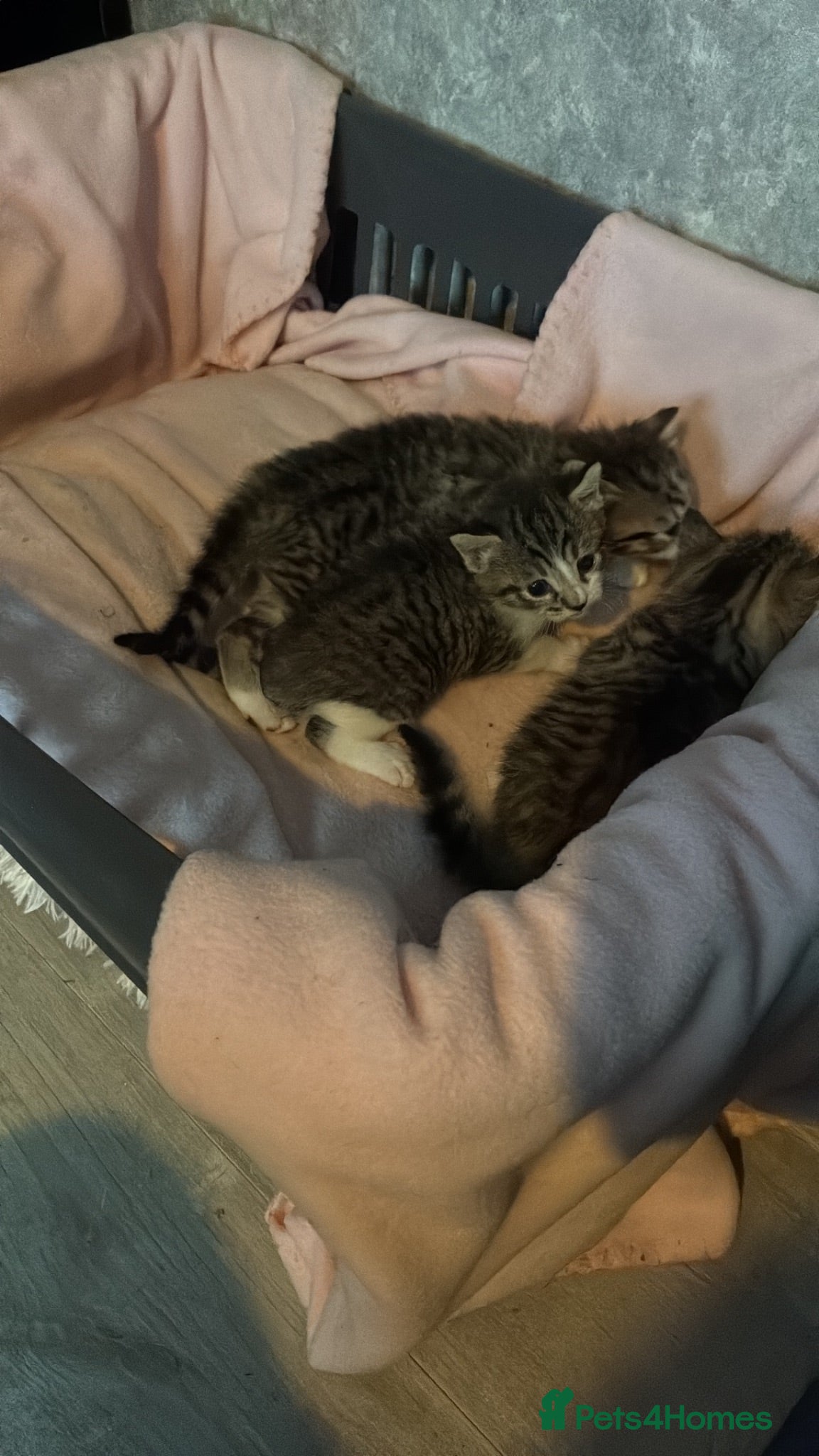 Mixed Breed cats 3 male tabby kittens - Advert 1