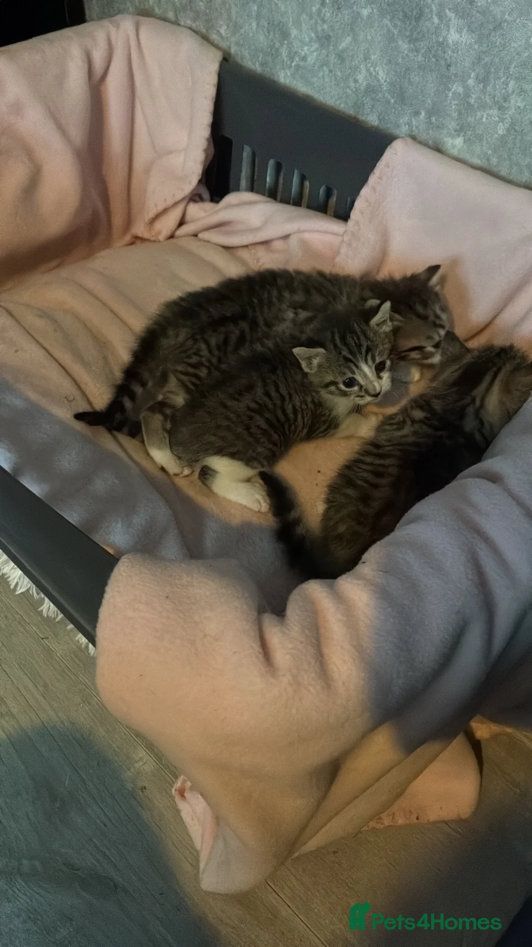 Mixed Breed cats for sale: 3 male tabby kittens in Saint Helens - Advert 1