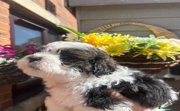Shihpoo dogs in Bolton - Advert 1