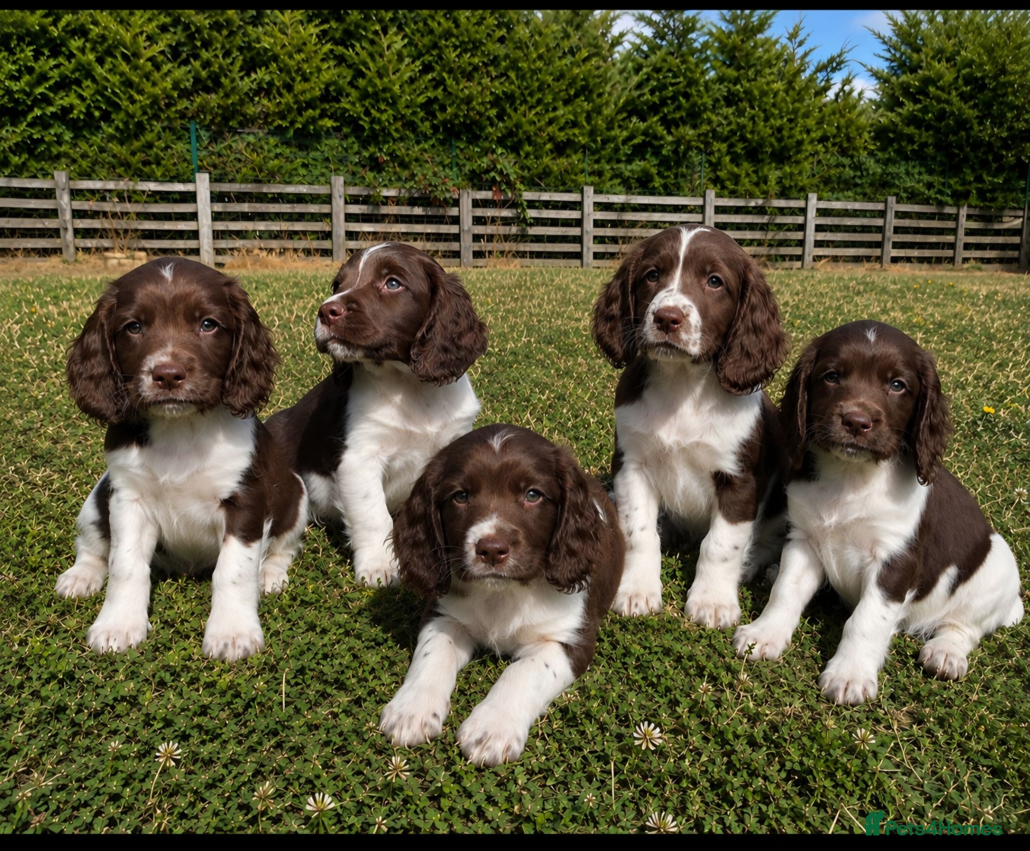 English Springer Spaniel dogs 🐾 Beautiful KC Reg Springer Spaniel Puppies 🐾 - Advert 1
