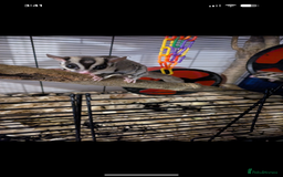 Sugar Glider rodents for sale: 2 male sugar gliders with cage one is 5yrs 6years - Image 1