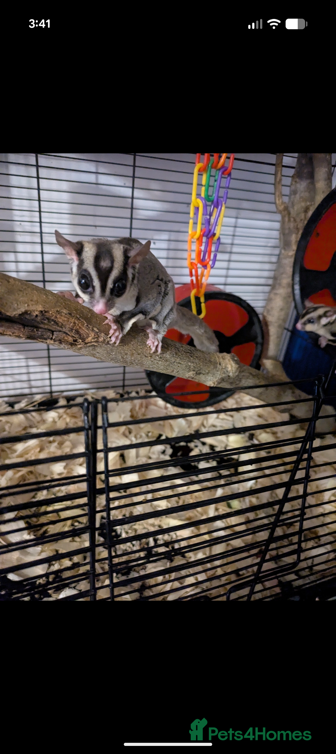 Sugar Glider rodents for sale: 2 male sugar gliders with cage one is 5yrs 6years - Image 1