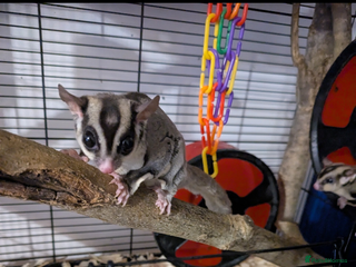 Sugar Glider rodents for sale - Advert 1
