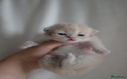 British Shorthair cats for sale: Golden Shaded Kittens WCF & TICA Registered - Image 8