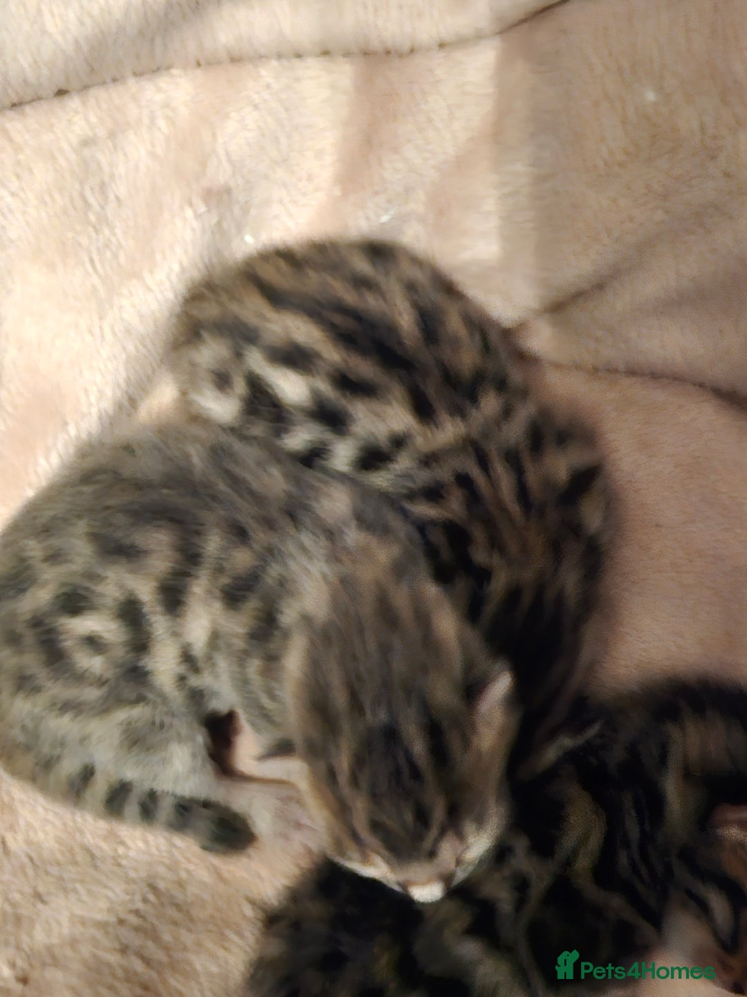 Bengal cats for sale: Pure pedigree bengals avaliable  - Image 3