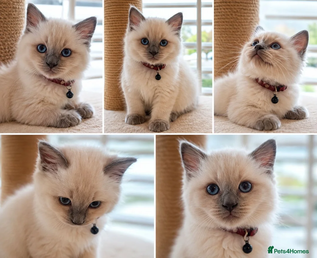 Ragdoll cats for sale: Beautiful Ragdoll kittens - Advert 6