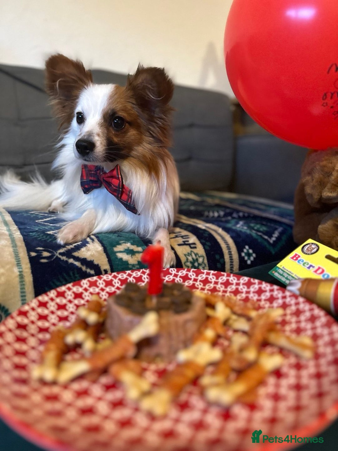 Papillon dogs for sale: Papillon Dog – 2.5 Years Old  - Image 2