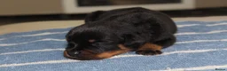 Rottweiler dogs for sale: Exceptional KC Pedigree Rottweilers - Advert 7