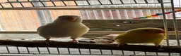 Lovebirds birds for sale: Hand-reared Lovebirds  - Advert 14