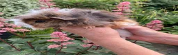 Guinea Pig rodents for sale: 5 gorgeous 🐹 Guinea pigs  - Advert 13