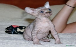 Sphynx cats for sale: Sphynx Kittens For Sale - Image 2