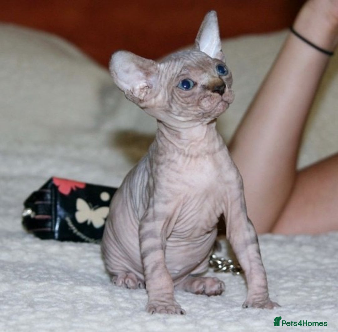 Sphynx cats for sale: Sphynx Kittens For Sale - Image 2