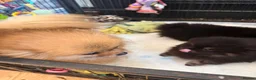 Pomeranian dogs for sale: Pomeranian puppies  - Advert 3