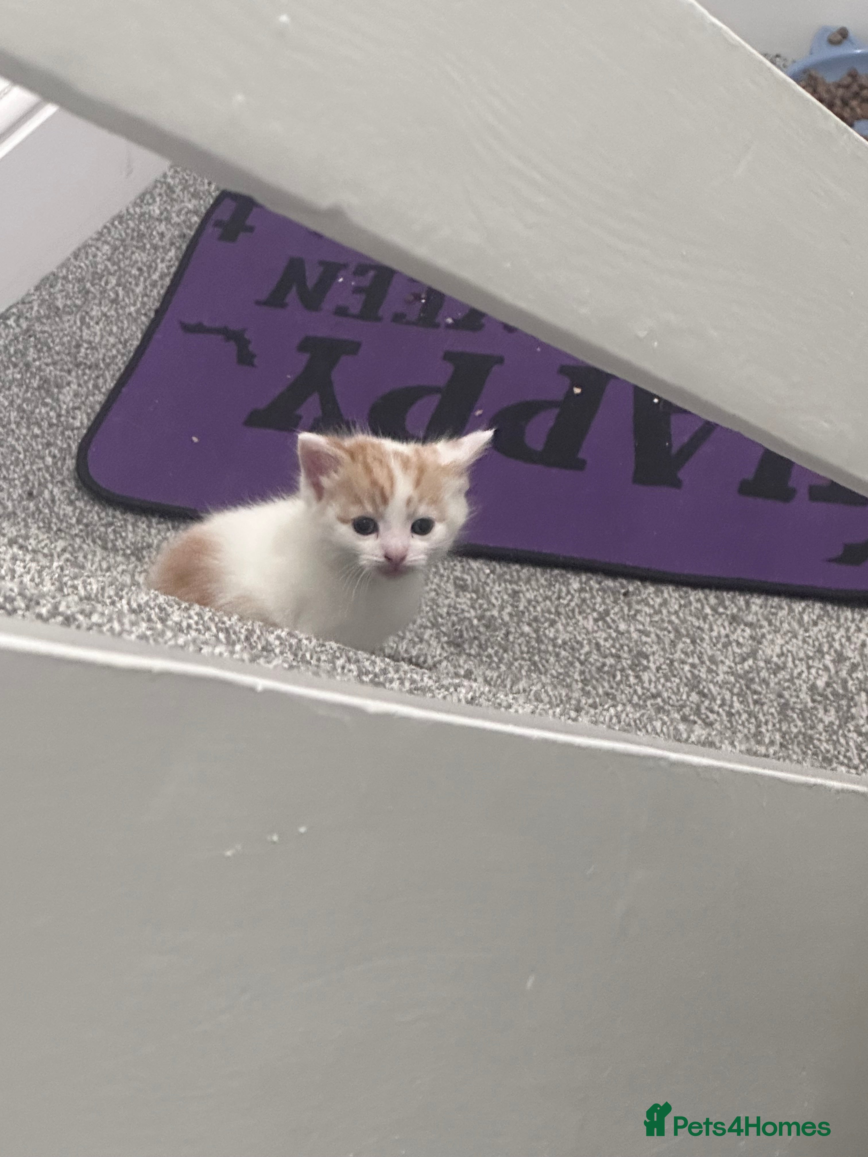 Mixed Breed cats Fluffy female ginger and white kitten  - Advert 14