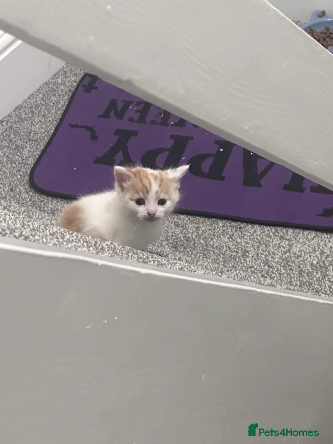 Mixed Breed cats for sale: Fluffy female ginger and white kitten  - Advert 2