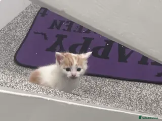 Mixed Breed cats Fluffy female ginger and white kitten - Advert 14